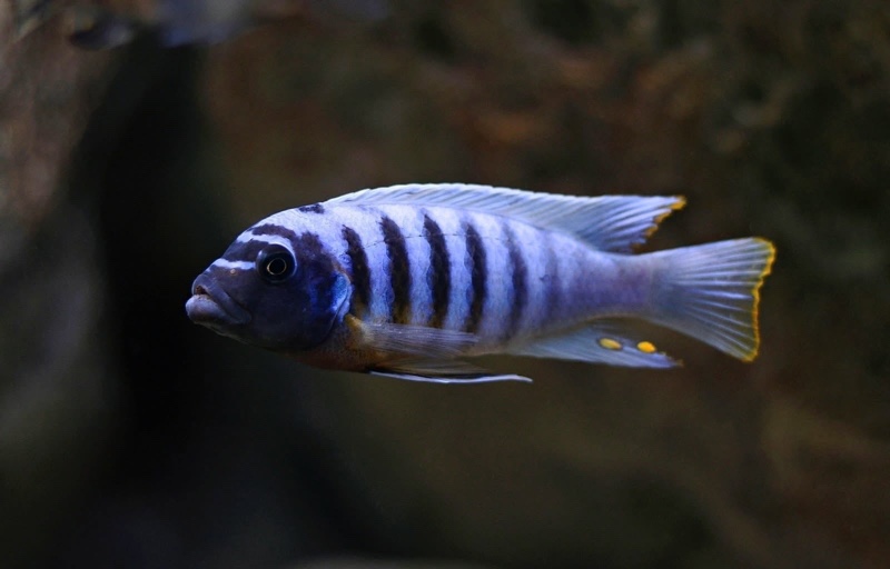 Maylandia fainzilberi 'Kirondo'
